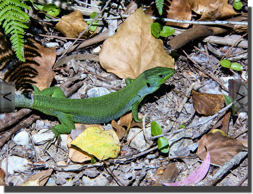 Lacerta trilineata